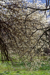 Trees in a spring day