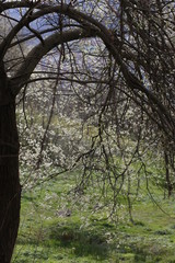 Trees in a spring day