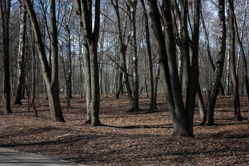 Trees without foliage in a park in spring. Shadows from tree trunks on fallen leaves on a sunny day in the forest.