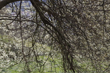 Trees in a spring day