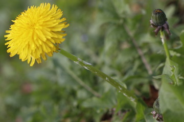 Flower in an urban garden