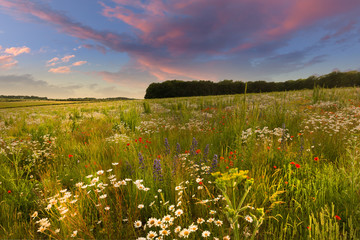 Wild flower meadow sunset landscape in England - 330478449