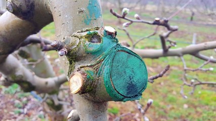 pruned and protected apple tree