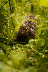 Little hedgehod hiding in green grass, soft focused shot