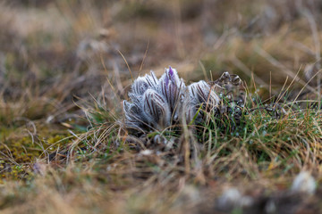 Pulsatilla grandis - Violet Pasque Flower growing in a meadow taken in the morning sunlight on a meadow. Photo with beautiful bokeh.