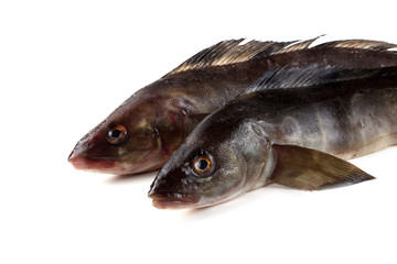 Sea bass