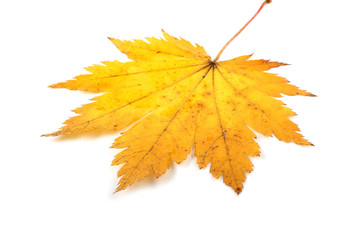 Autumn maple leaf