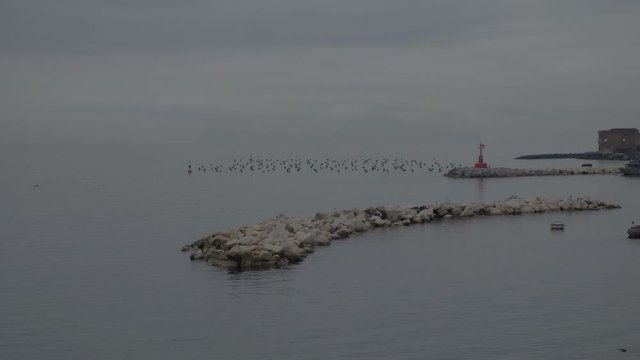 N&aacute;poles. Gaviotas en el puerto. Campania, Italia, Europa.