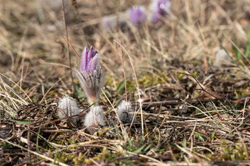Pulsatilla grandis - Violet Pasque Flower growing in a meadow taken in the morning sunlight on a meadow. Photo with beautiful bokeh.