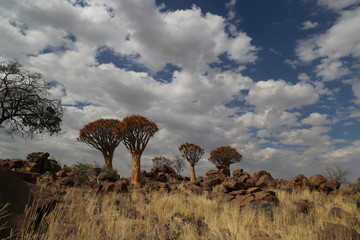 Quiver trees of the Kalahari Desert in Namibia