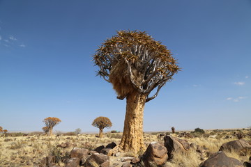 Quiver trees of the Kalahari Desert in Namibia
