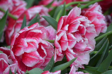 Top view of many vivid red and white tulip in a garden in a sunny spring day, beautiful outdoor floral background photographed with soft focus