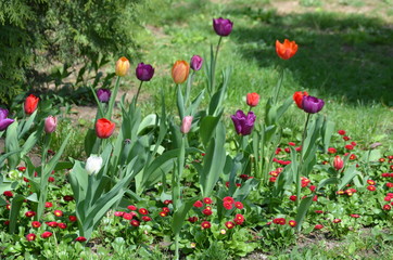 Fototapeta premium Many delicate mixed colored tulips in full bloom in a sunny spring garden, beautiful outdoor floral background with yellow, red, pink and white flowers