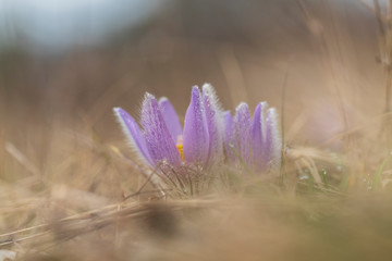 Pulsatilla grandis - Violet Pasque Flower growing in a meadow taken in the morning sunlight on a...