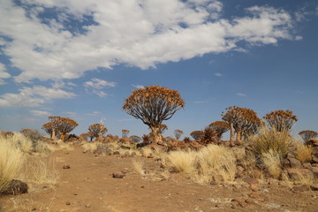 Quiver trees of the Kalahari Desert in Namibia
