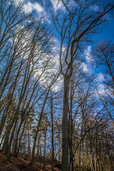Trees in a forest seen upwards against a blue sky with some white clouds