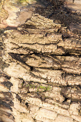 Tree bark in a close up