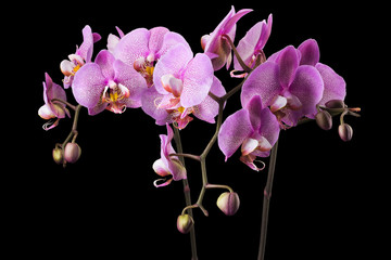 Branch of pink phalaenopsis or Moth orchid from isolated on black background