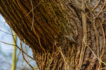 a garden tree runner is well  camouflaged and is walking on a tree trunk