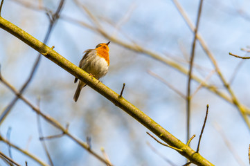 A robin sits in a tree with  a blue sky in the background