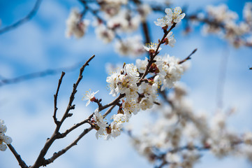 First apricot flowers