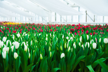 Spring scene of tulip field