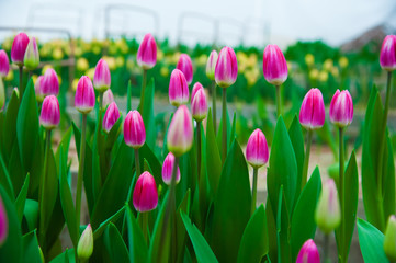 Spring scene of tulip field