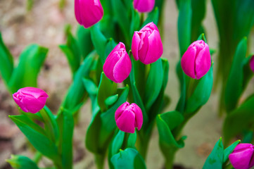Spring scene of tulip field