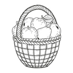 Autumn vector coloring page for adults. Black and white background silhouette. Harvest of ripe apples and pears in a basket. Thanksgiving Day.