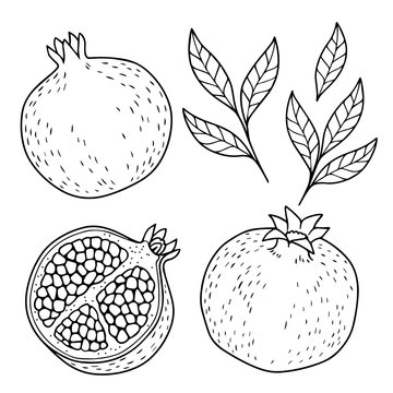 vector coloring page pomegranate on white background. hand drawn contur images