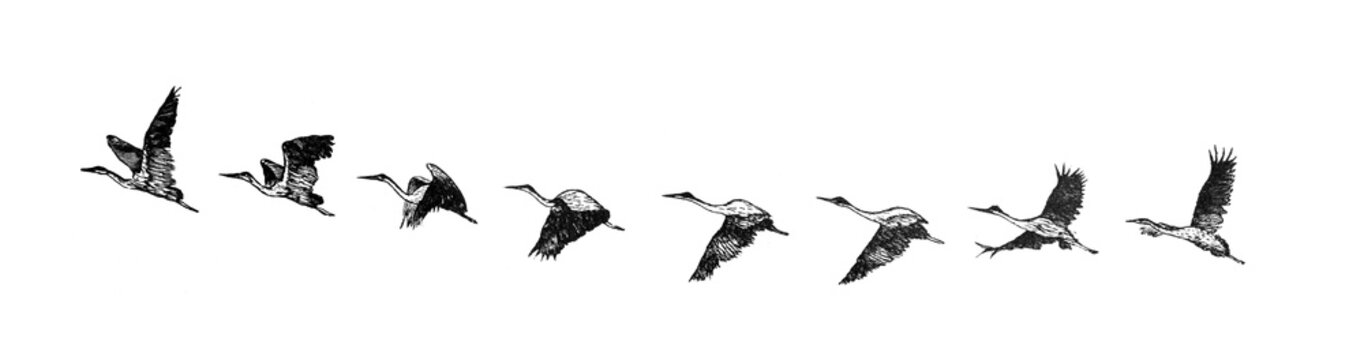 Stork flying / Antique illustration from Brockhaus Konversations-Lexikon 1908