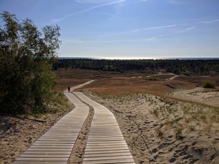Tree and plank road leading towards the sea in the desert