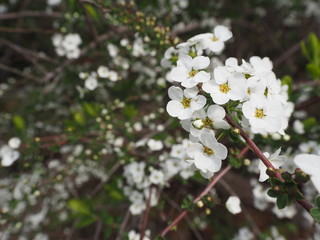 真っ白なユキヤナギの花