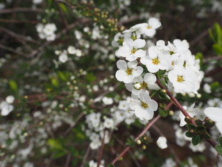 Fototapeta premium 真っ白なユキヤナギの花