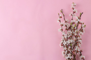 Flowering branch. Spring flowers on a bright pink background. top view. place for text