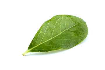 Fototapeta na wymiar Blueberry leaf