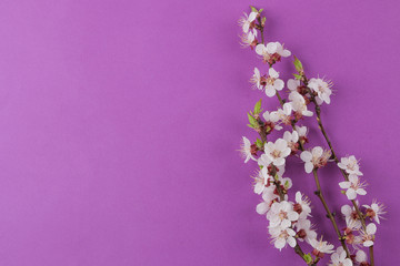 Fototapeta na wymiar Flowering branch. Spring flowers on a bright lilac background. top view