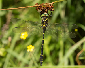 Golden ringed Dragonfly