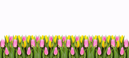 Pink and yellow tulip flowers border isolated on white background