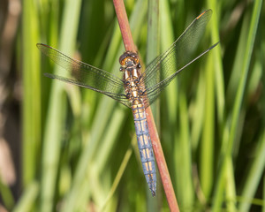 Kneeled Skimmer Dragonfly