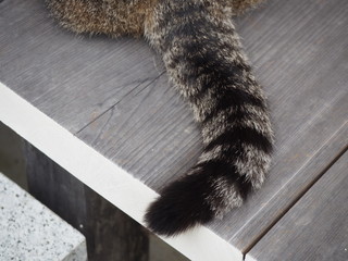 キジトラ猫の尻尾