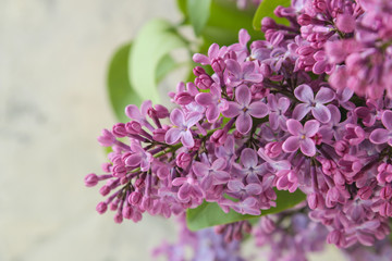Spring flowers. Twigs of blooming lilac close-up on a light concrete background