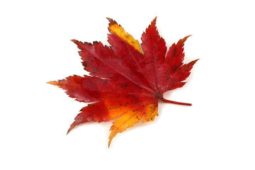 Autumn maple leaf
