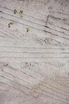 Overhead Shot Of A Sandy Surface With Tire Marks And Small Stems