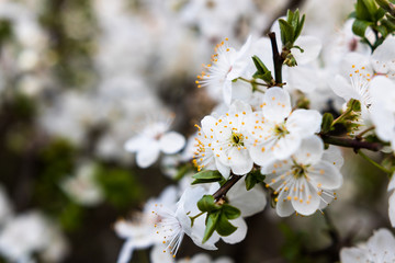 Selective focus on cherry Cerasus vulgaris white flowers blooming during spring. Seasonal background.
