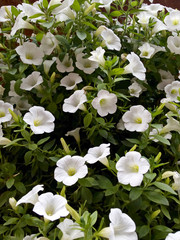 Large group of White Petunia Flowers. Blooming Petunia, close up.