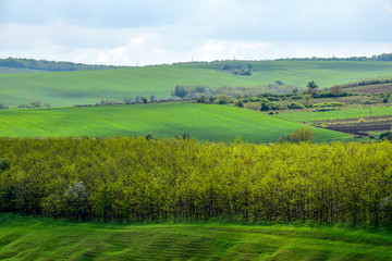 Fototapeta na wymiar Rural landscape with green agricultural fields, trees and grass on spring hills.