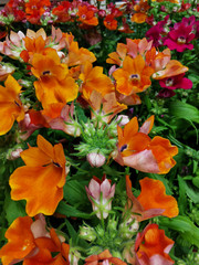 prange flowers at market