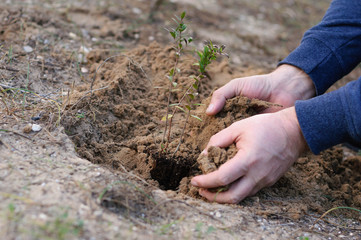 male hands planting a sprout
