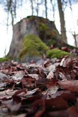 Baumstumpf im Wald